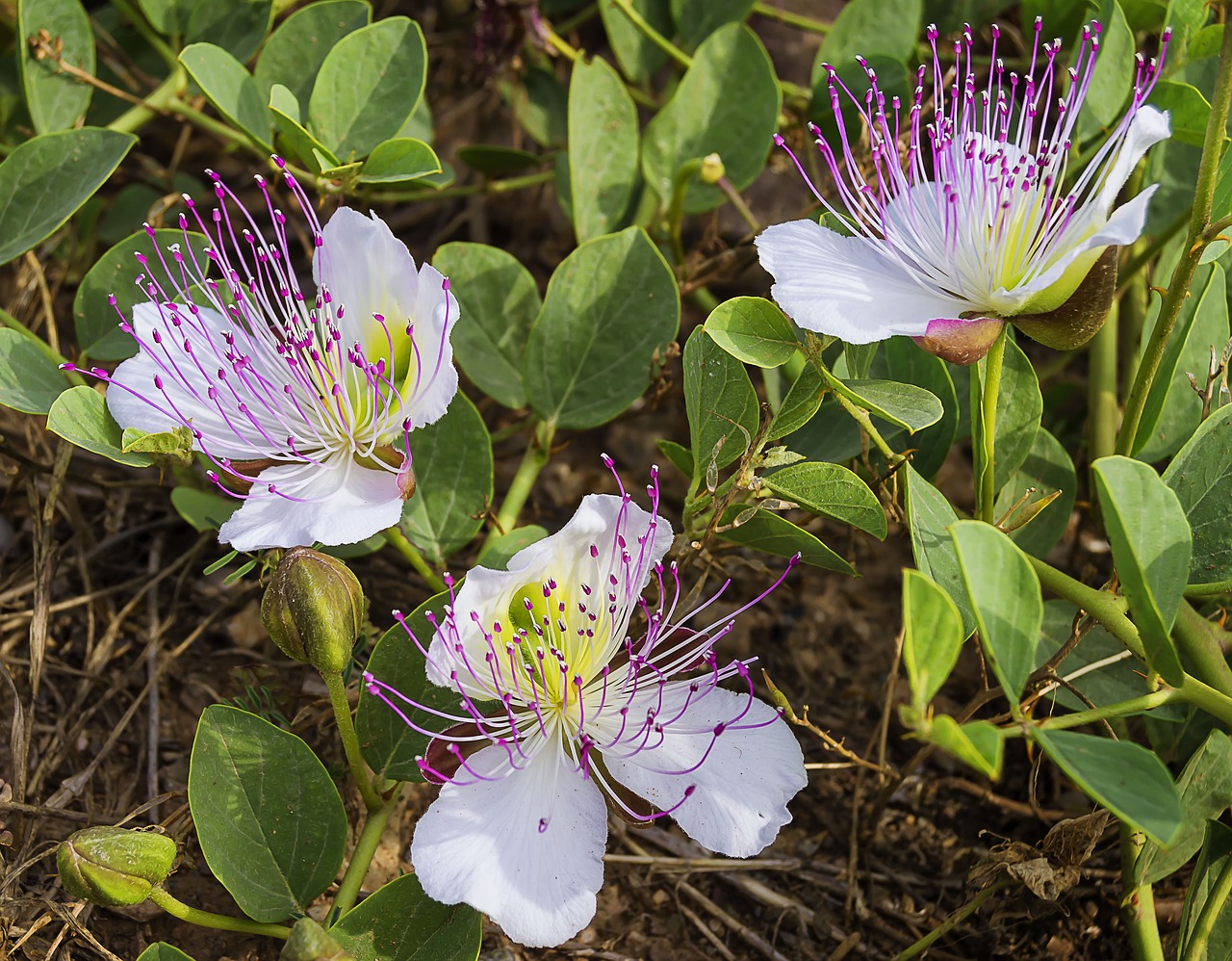 Learn about the differences between capers and caperberries.