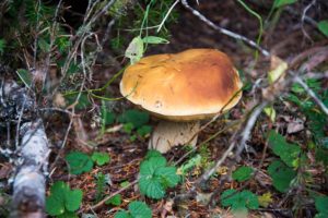 A porcini mushroom in a forest